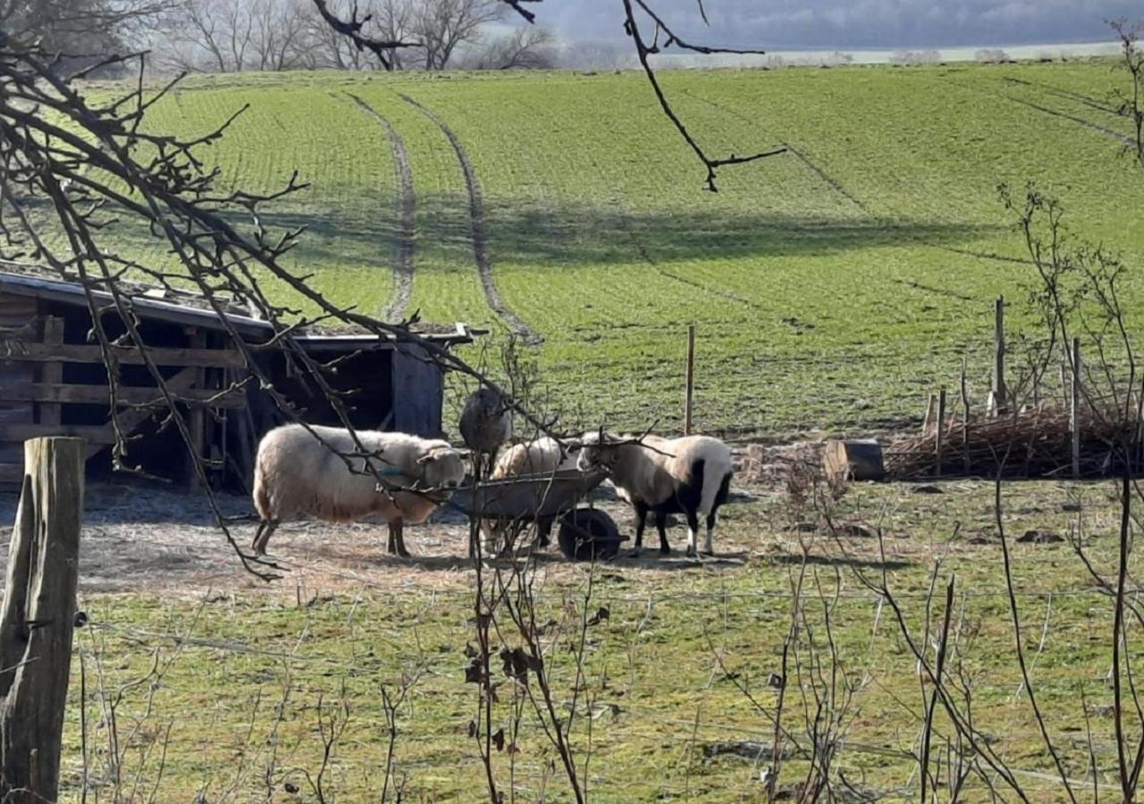 Appartement Exklusive Naturoase Direkt Am Ars Natura Wanderweg Mit Panoramablick Auf Melsungen Extérieur photo