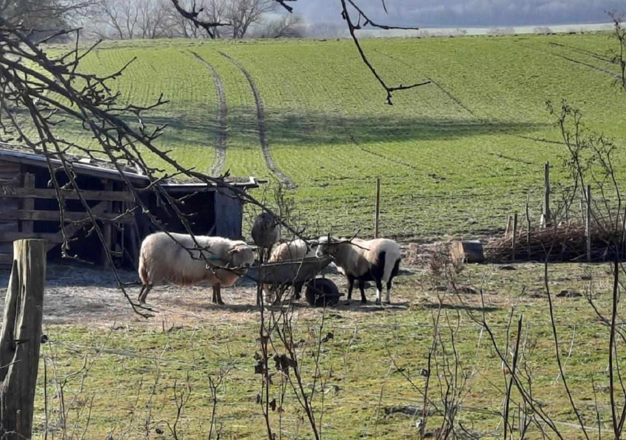 Exklusive Naturoase Direkt Am Ars Natura Wanderweg Mit Panoramablick Auf Melsungen Extérieur photo